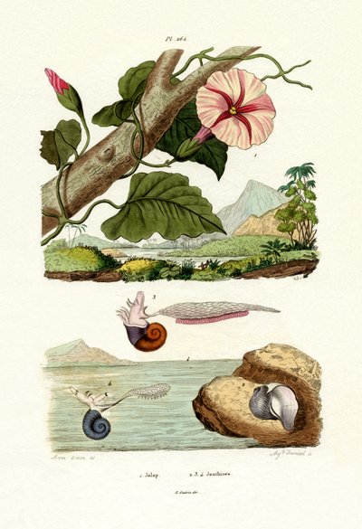 Jalape von French School